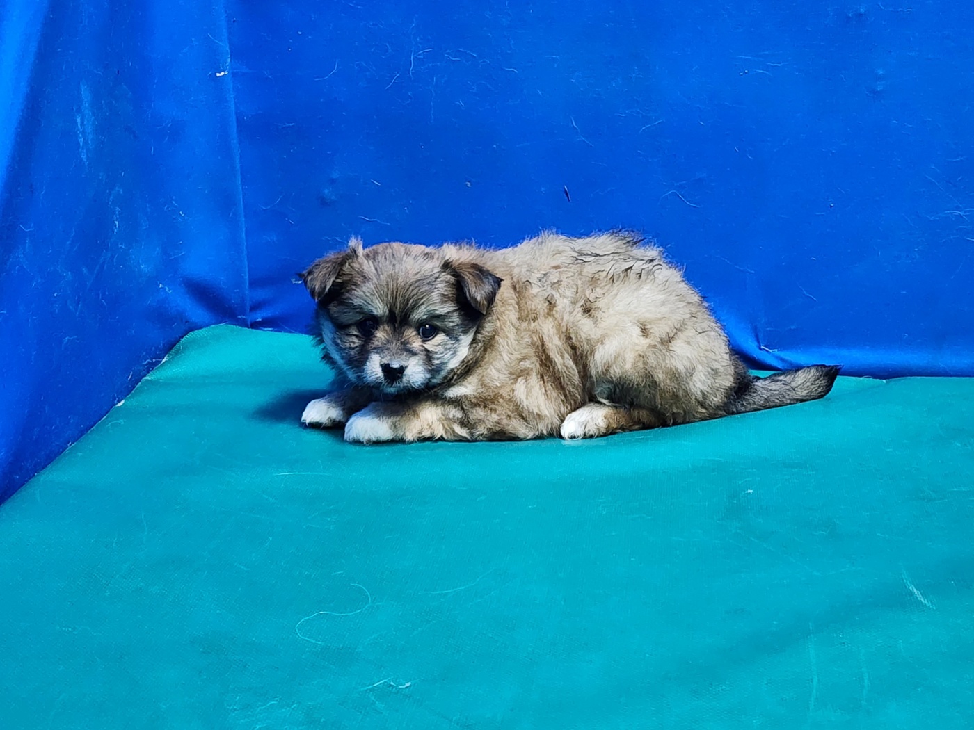 경산시유기동물보호소_447513202300363
