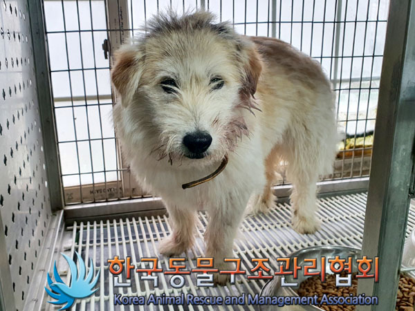 한국동물구조관리협회_441414202300272