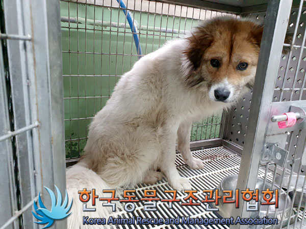 종료(안락사) 믹스…