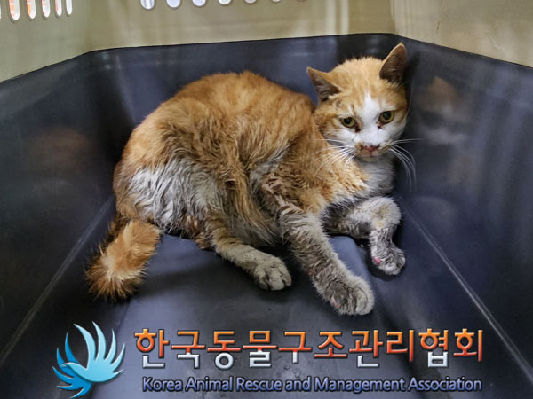 한국동물구조관리협회_411306202300263