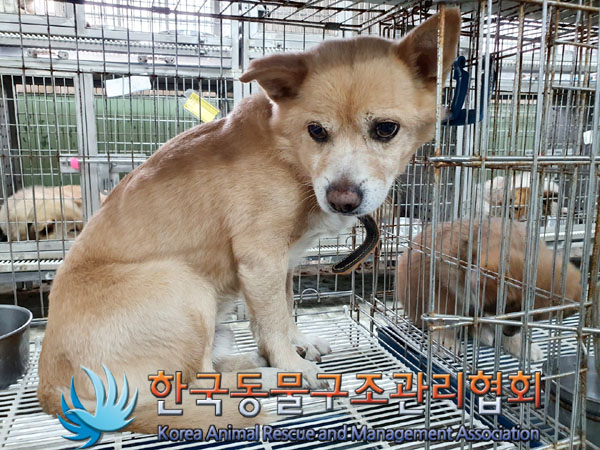 한국동물구조관리협회_441560202300353