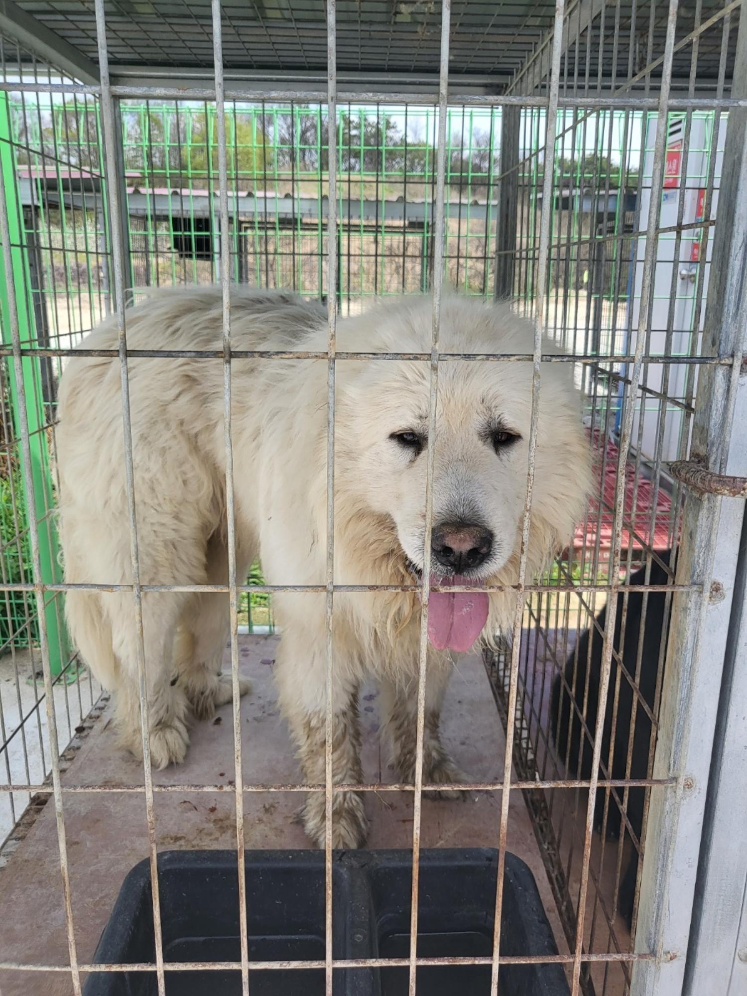 거창유기동물보호센터_448547202300443