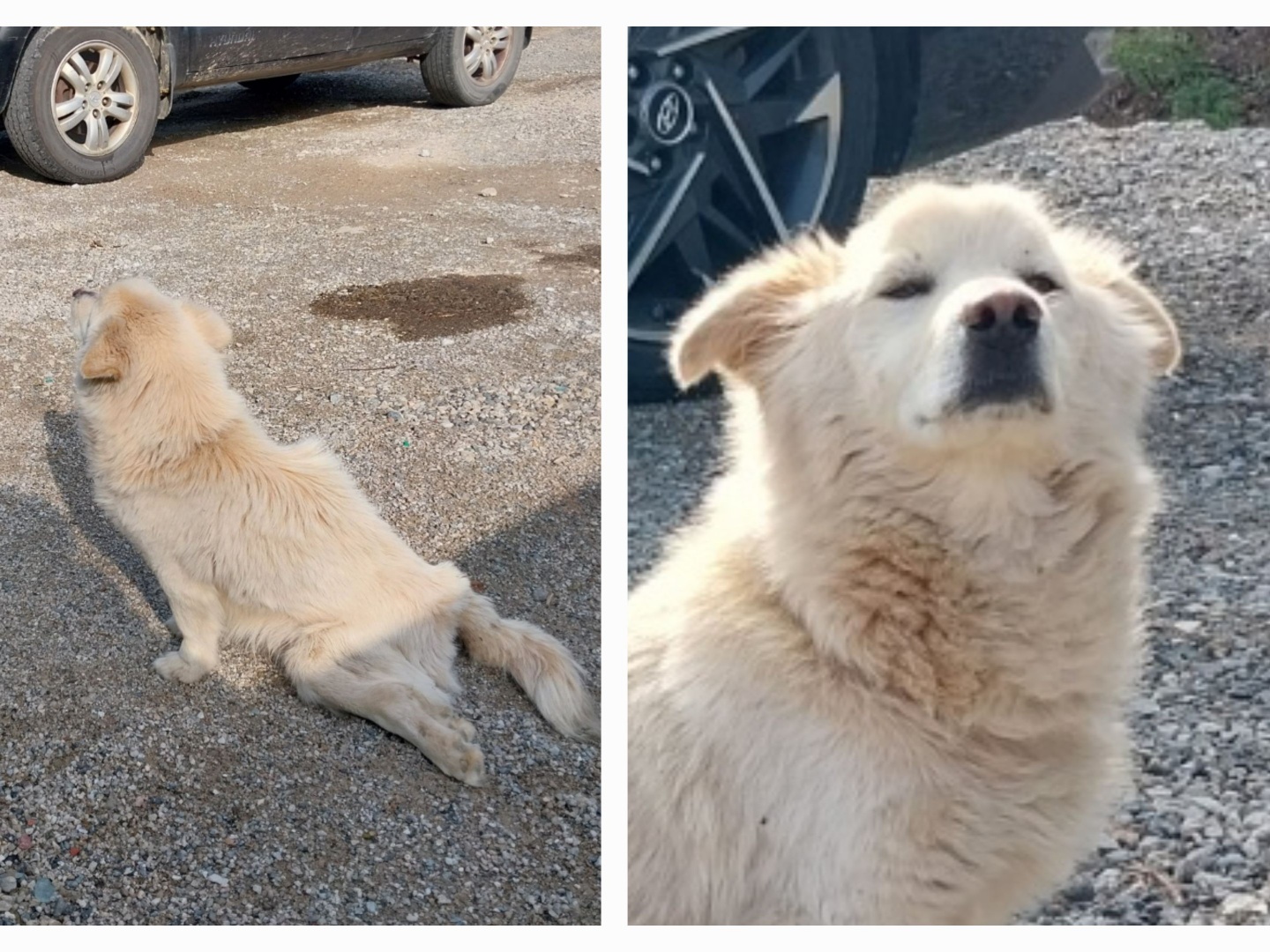 (사)영일동물플러스_447502202300309