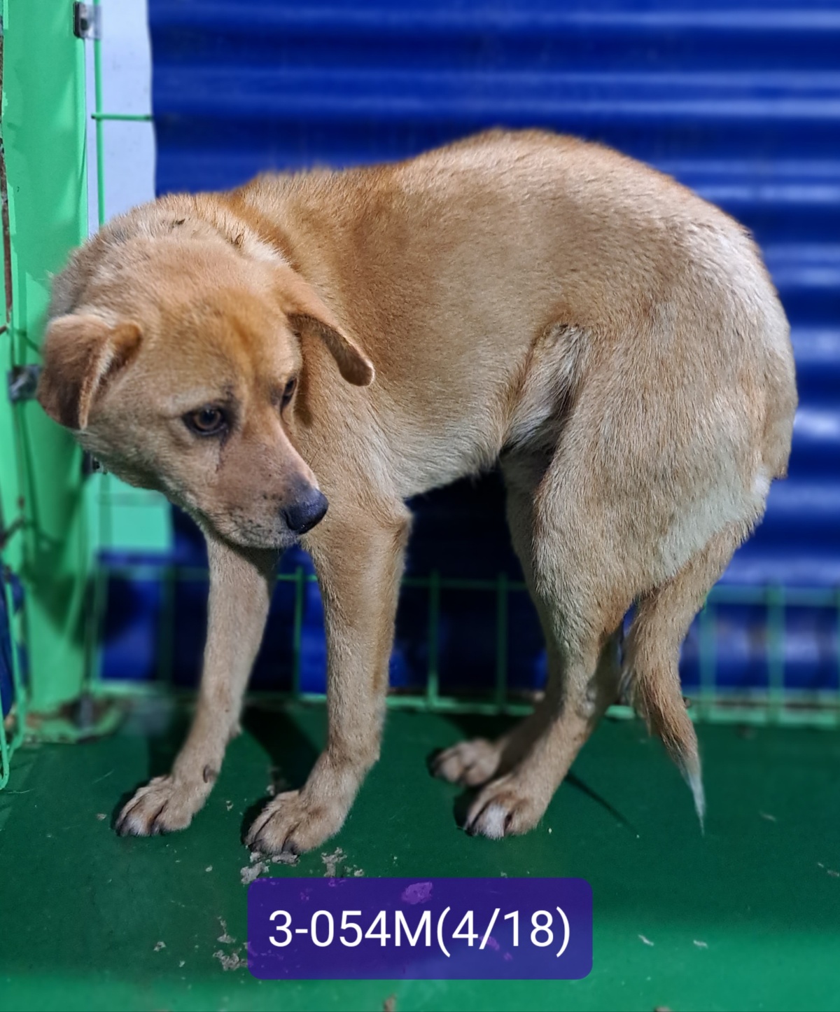 고성군유기동물보호소_448542202301016