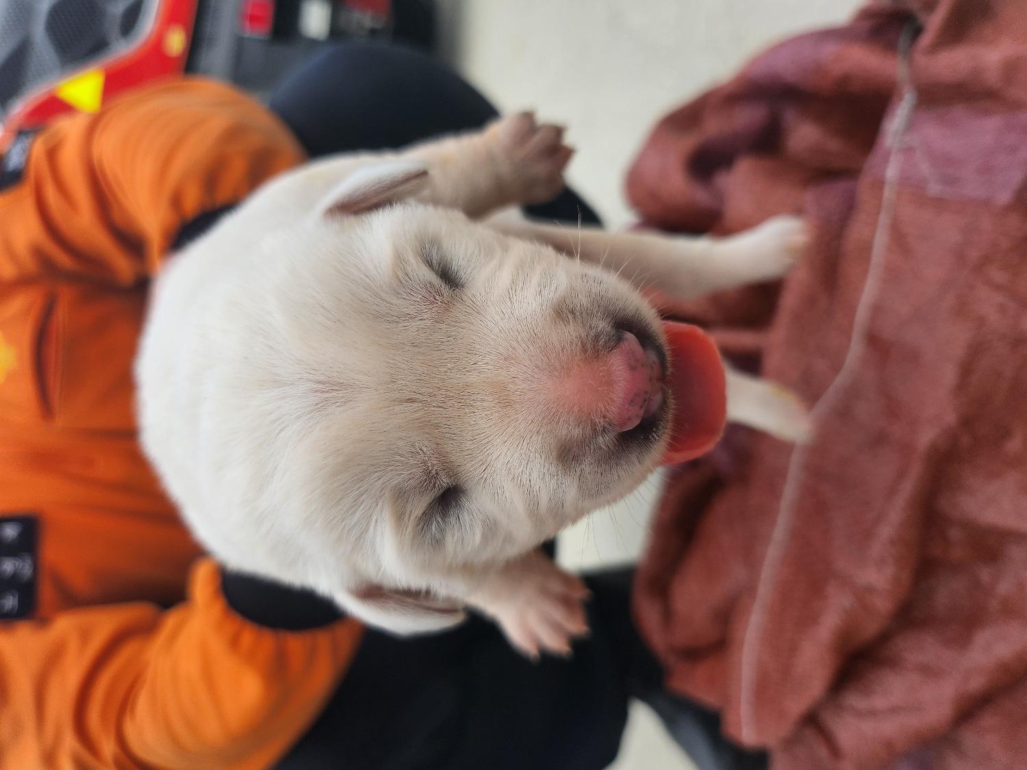 예산동물보호센터_444461202300271
