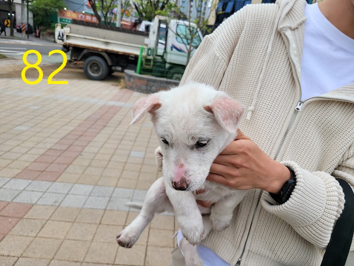 신영재동물병원_428355202300124