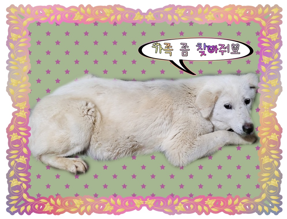 군산유기동물보호센터_445467202300576