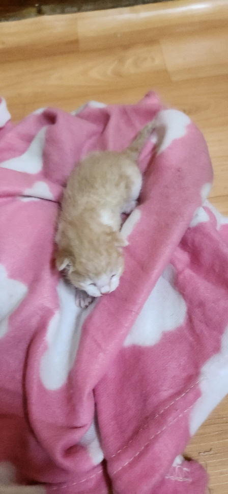 익산유기동물보호소_445468202300811