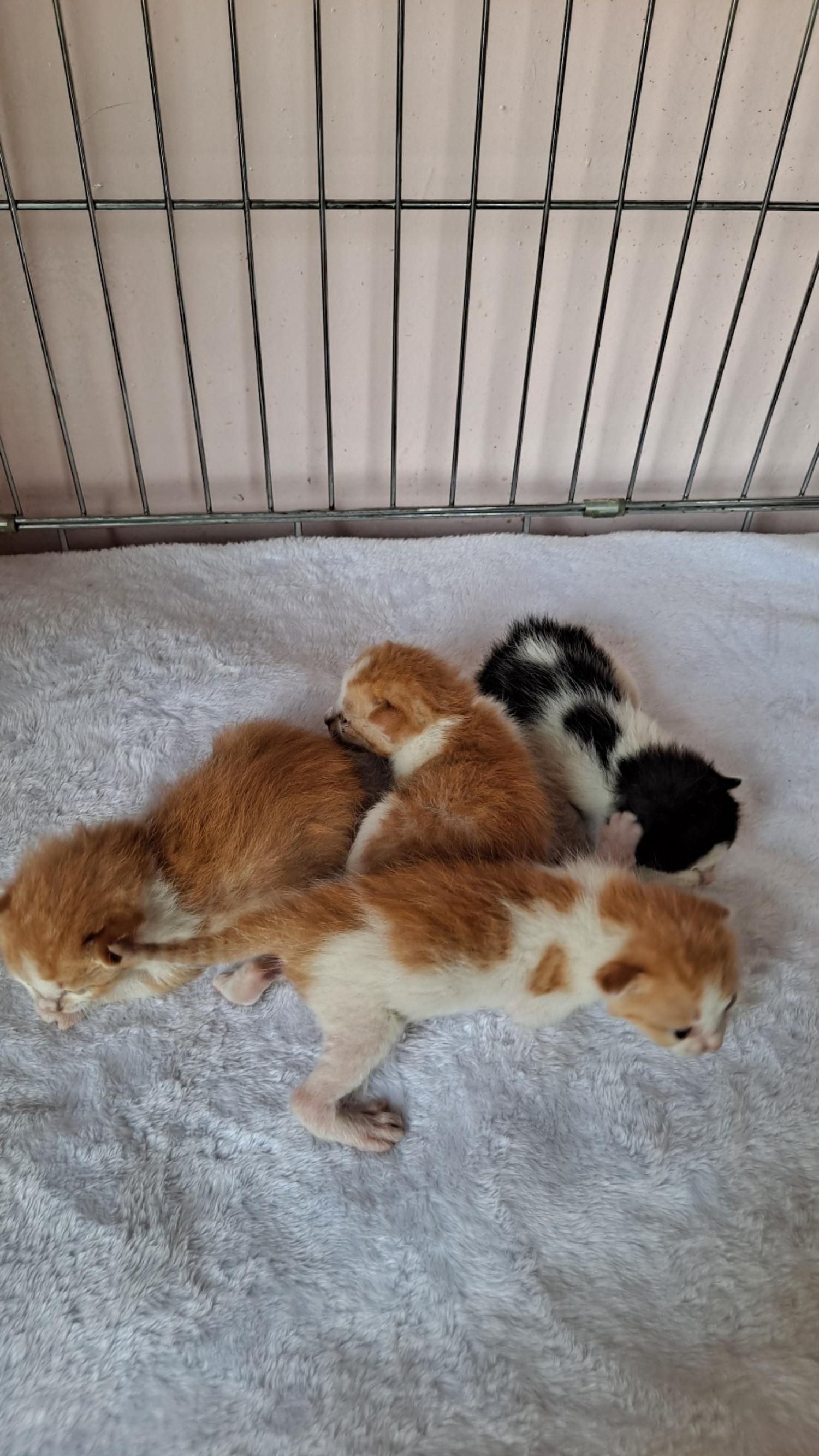 유기동물및관리협회_448535202300435