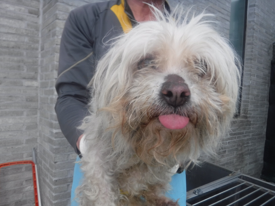 제주 동물보호센터_450650202301313