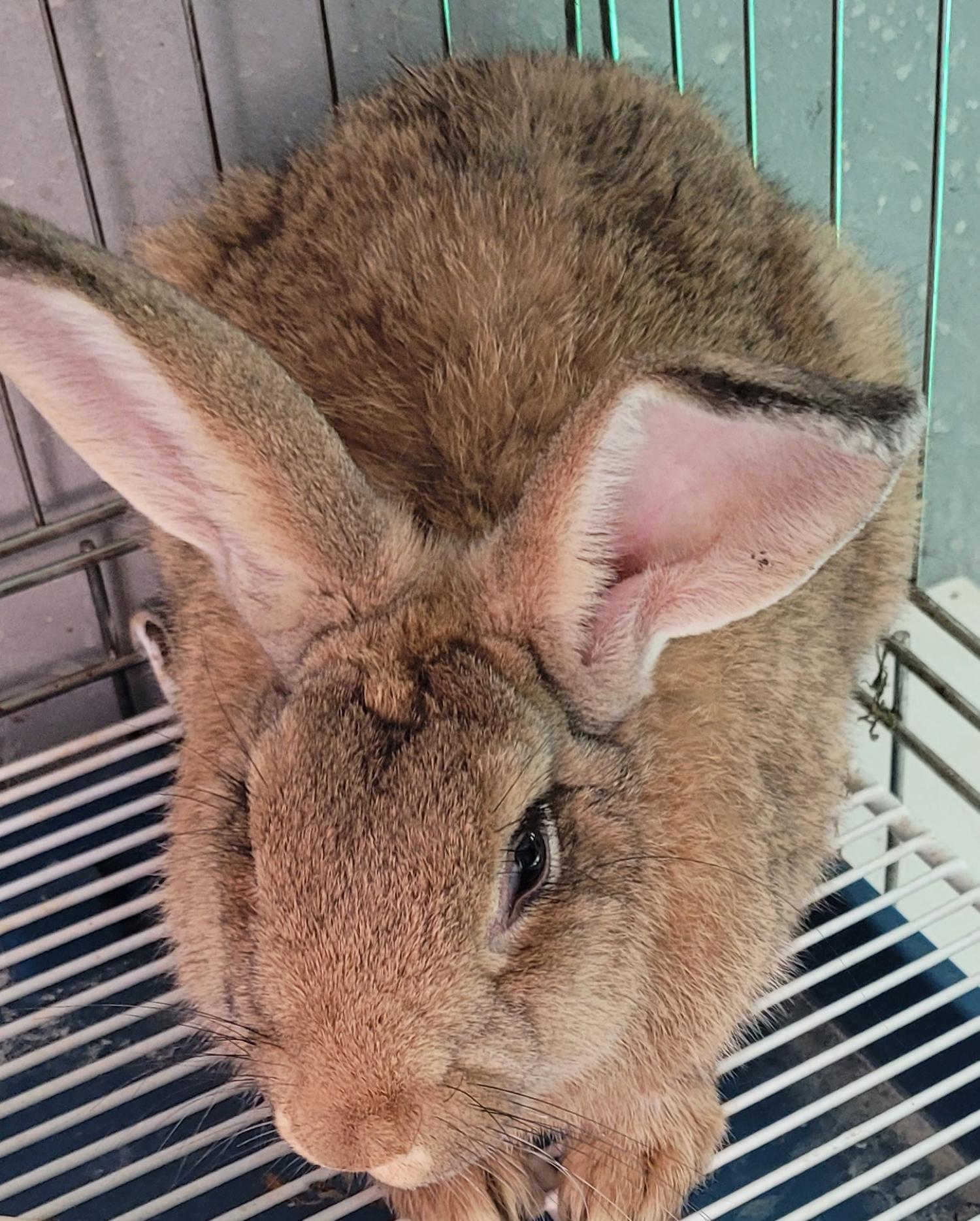 대구유기동물보호협회_427345202300216