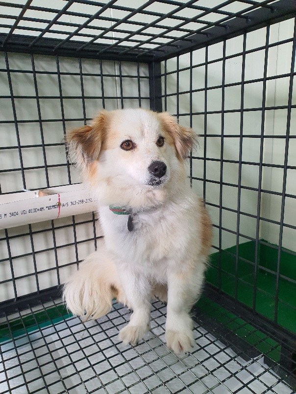 공주시 동물보호소_444450202300256