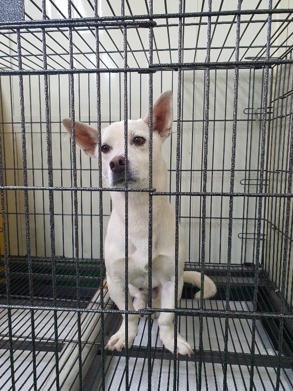 공주시 동물보호소_444450202300257