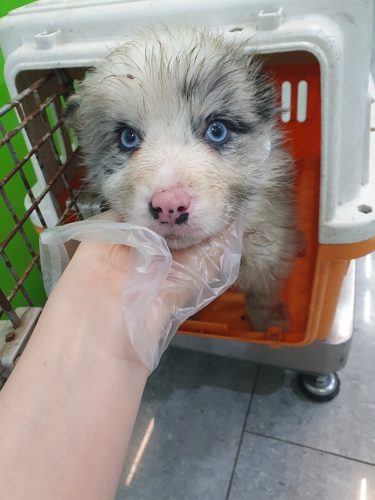 펫앤쉘터동물병원_441378202300560