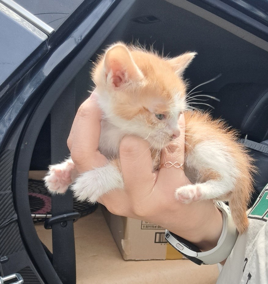 울산유기동물보호센터_431372202300161