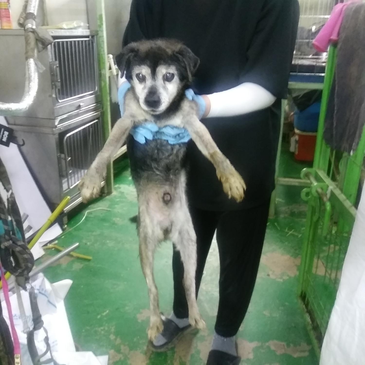 인천광역시수의사회_428351202300302
