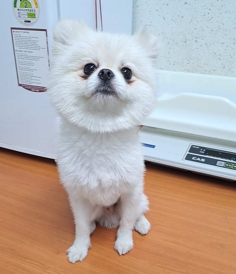 수원시 동물보호센터_441374202300322