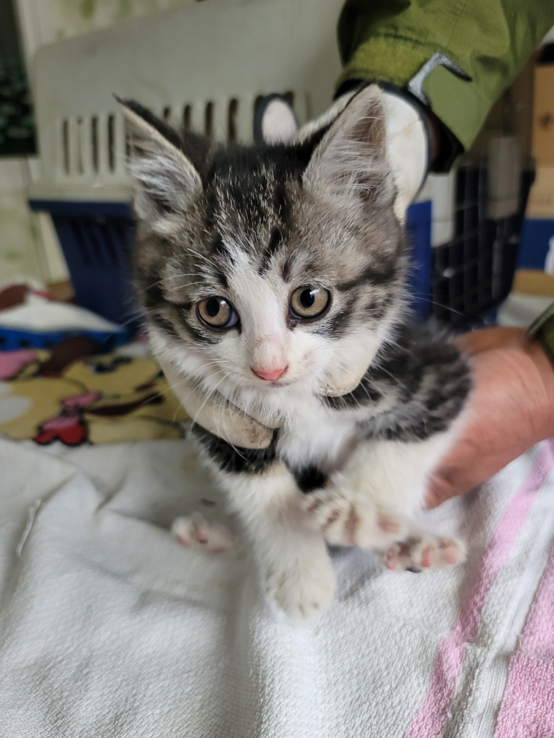 증평 가정견 훈련소_443445202300273