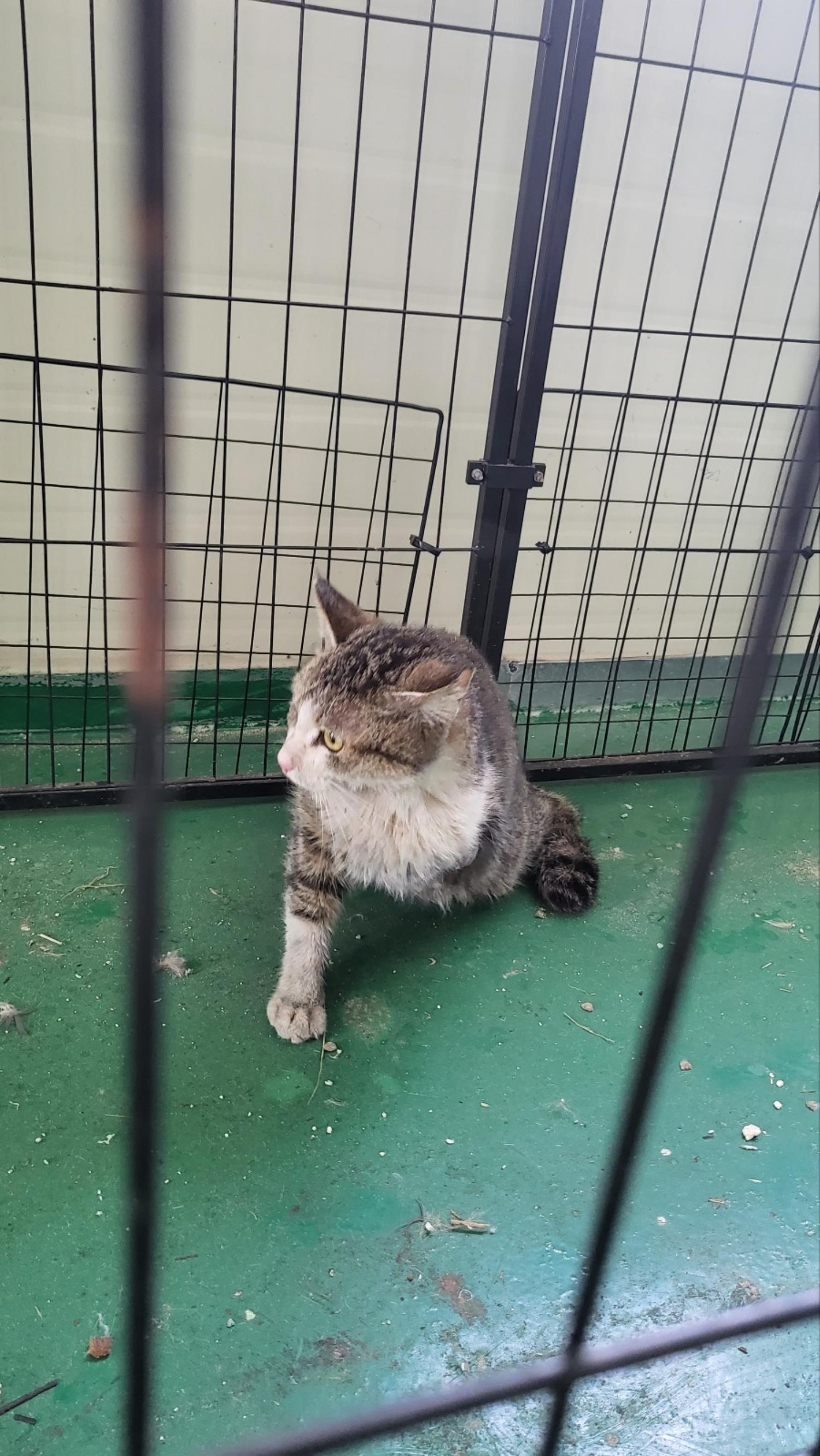 거창유기동물보호센터_448547202300445