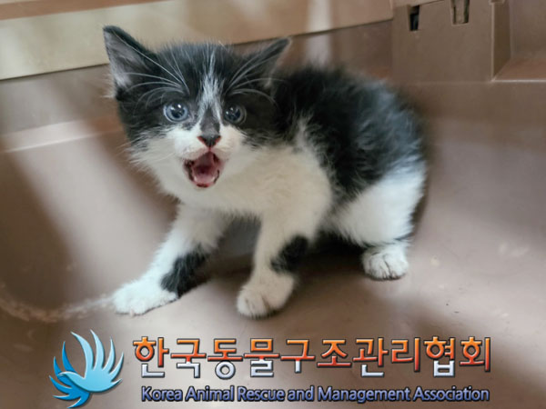 한국동물구조관리협회_411300202300113