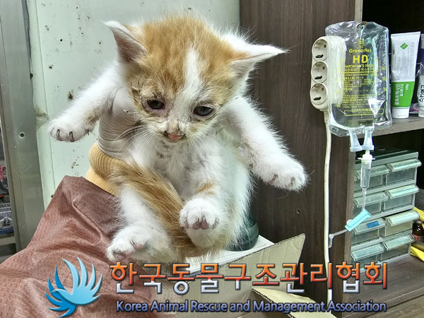 한국동물구조관리협회_411318202300188