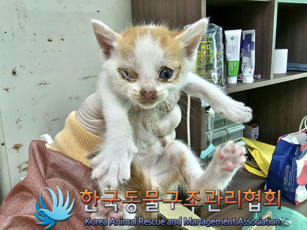한국동물구조관리협회_411318202300189