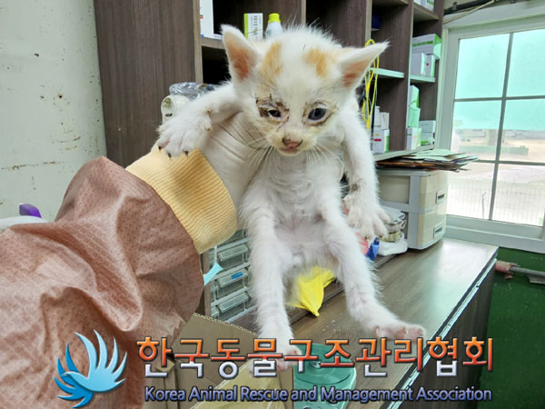 한국동물구조관리협회_411318202300185