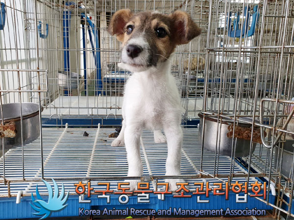 한국동물구조관리협회_411309202300161