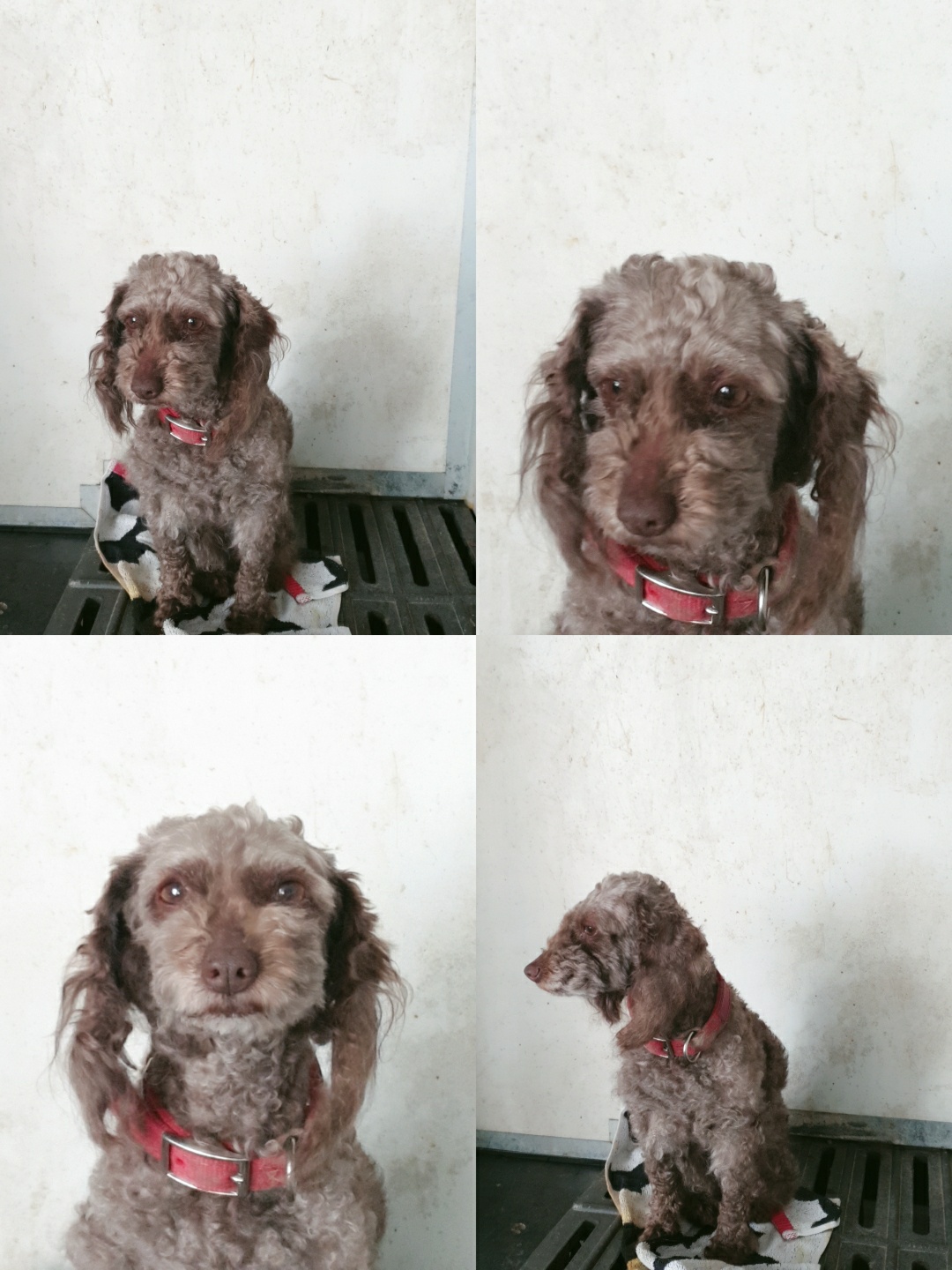 남양동물보호센터_441553202301158