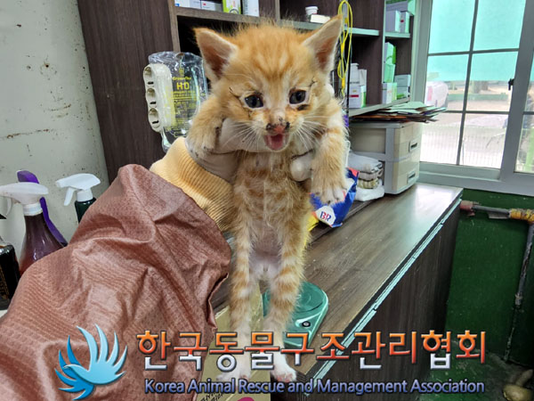 한국동물구조관리협회_411318202300186