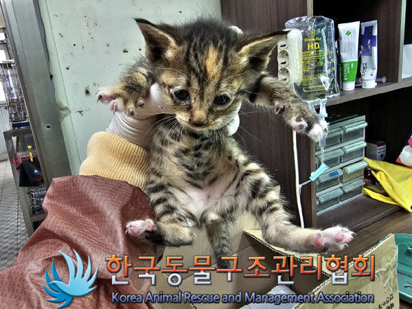 한국동물구조관리협회_411318202300187