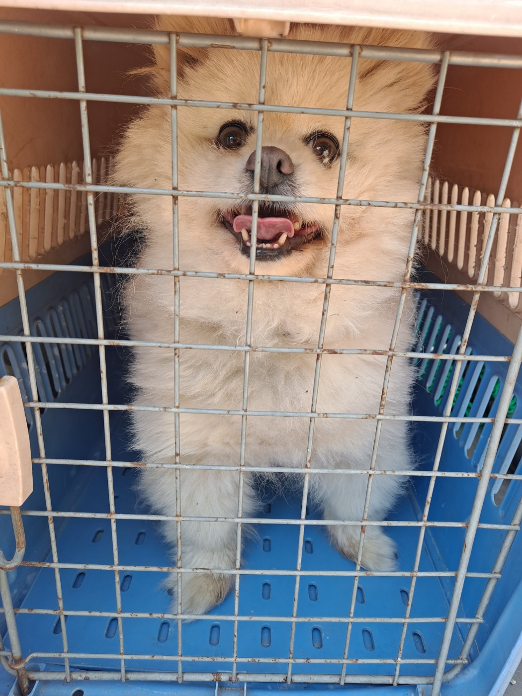 거제시유기동물보호소_448537202300382