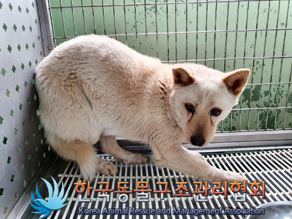 한국동물구조관리협회_441406202300503