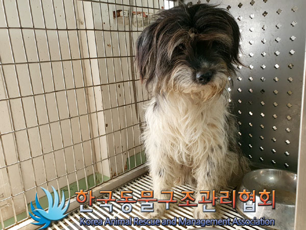 한국동물구조관리협회_441414202300273