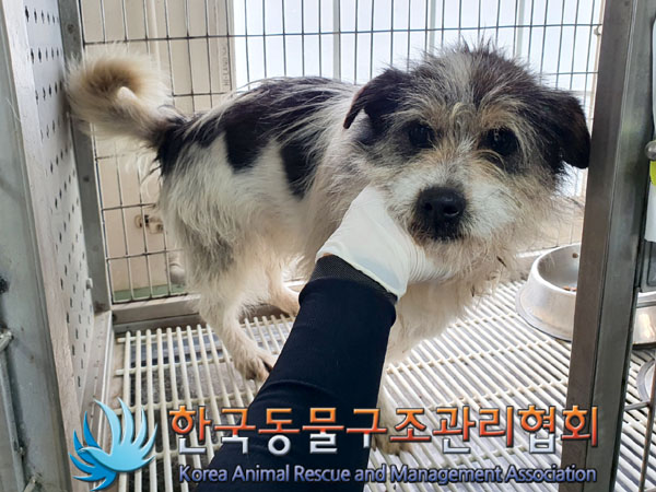 한국동물구조관리협회_441414202300274