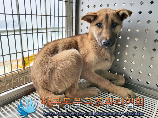 한국동물구조관리협회_441559202300330