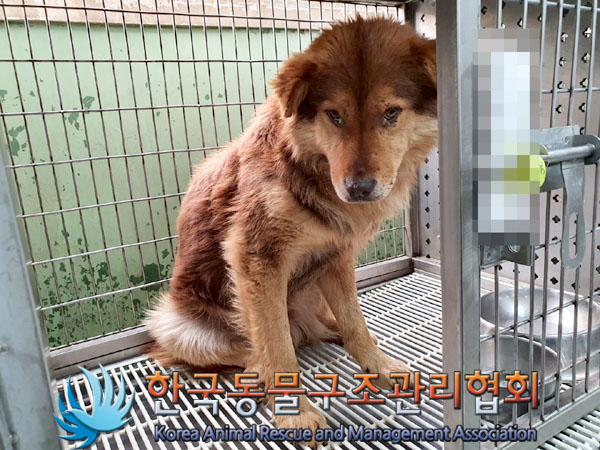 한국동물구조관리협회_441559202300331
