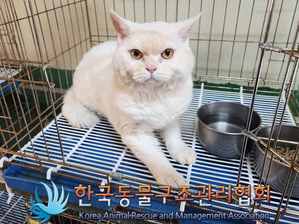 한국동물구조관리협회_441382202300262