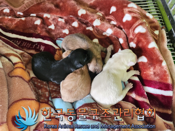 한국동물구조관리협회_441392202300054