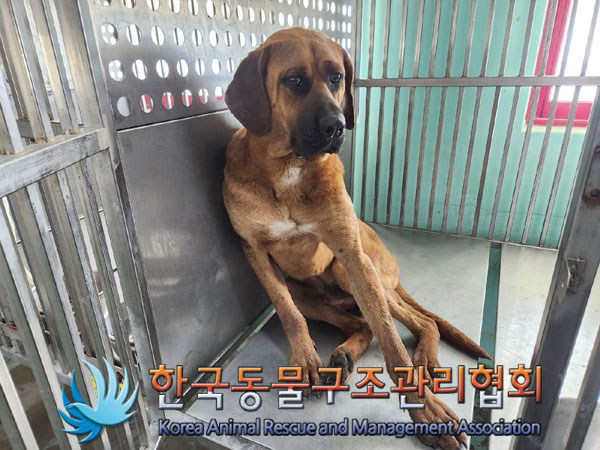 한국동물구조관리협회_441409202300570
