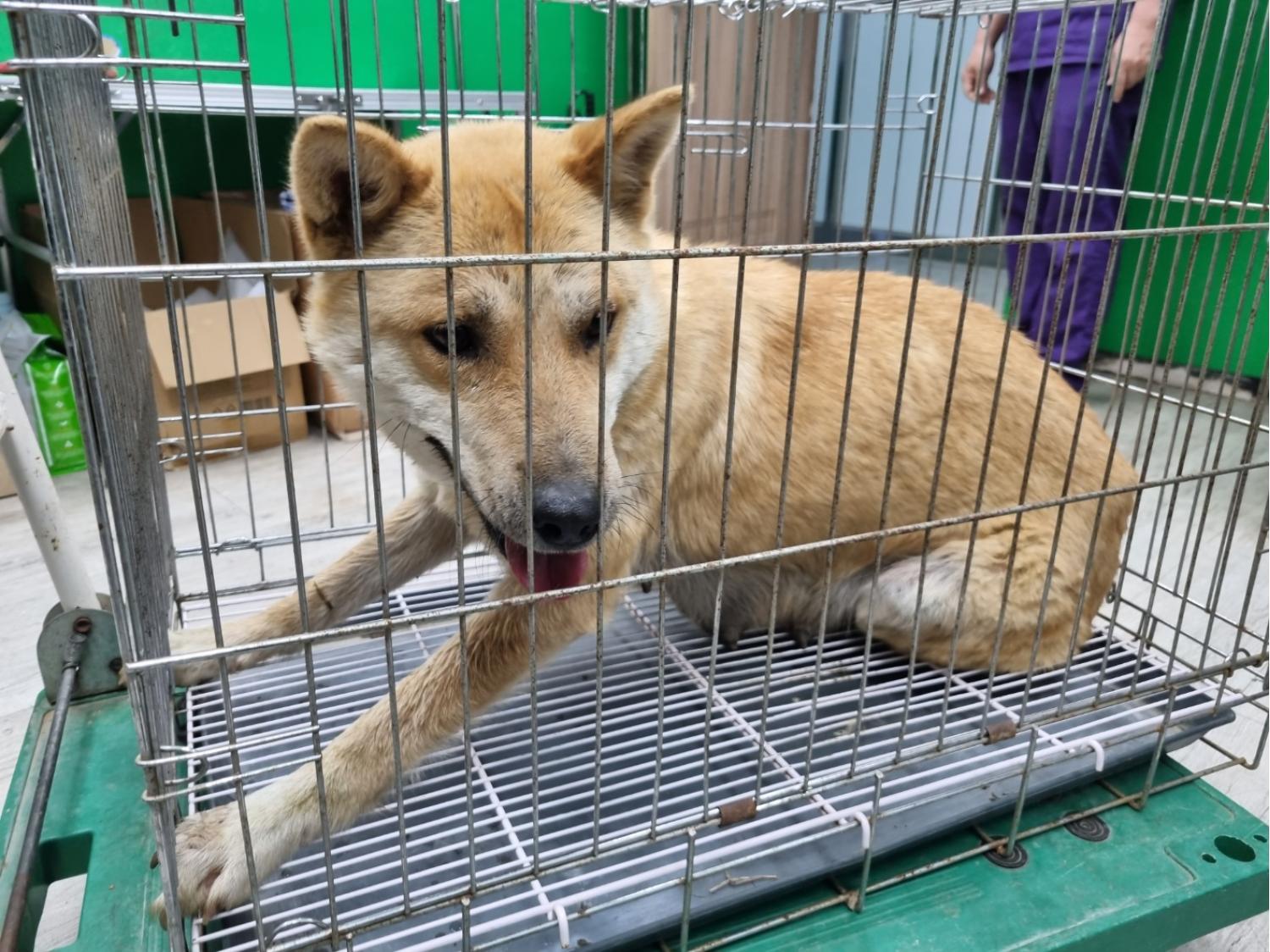 고양시동물보호센터_441394202300804