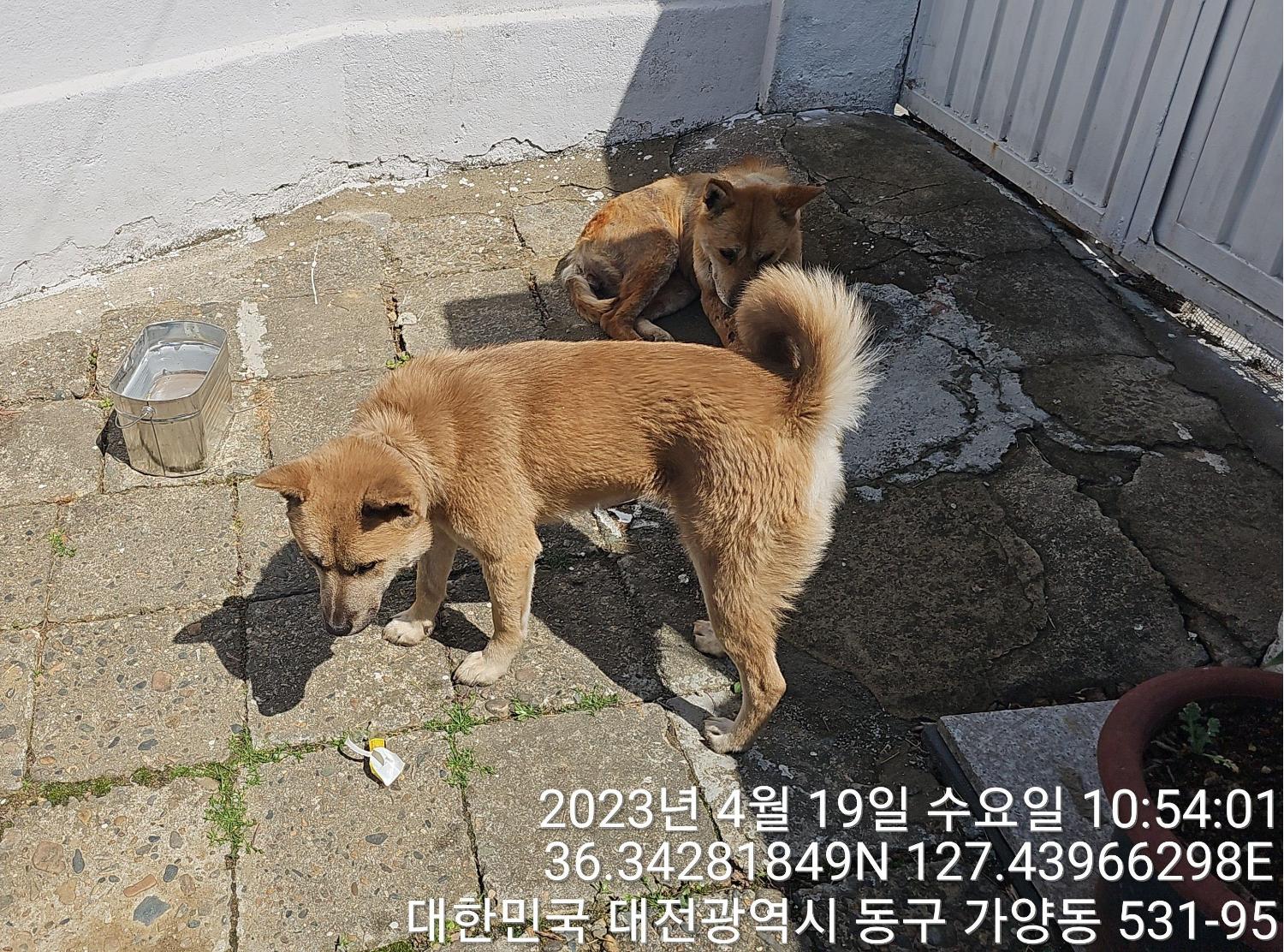 종료(반환) 믹스견…