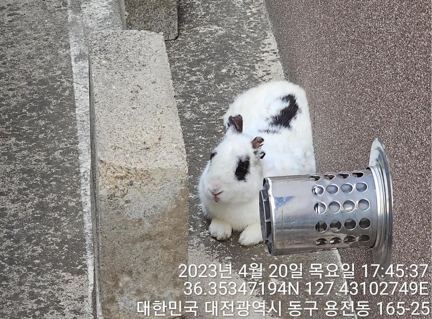대전동물보호센터_430364202300123