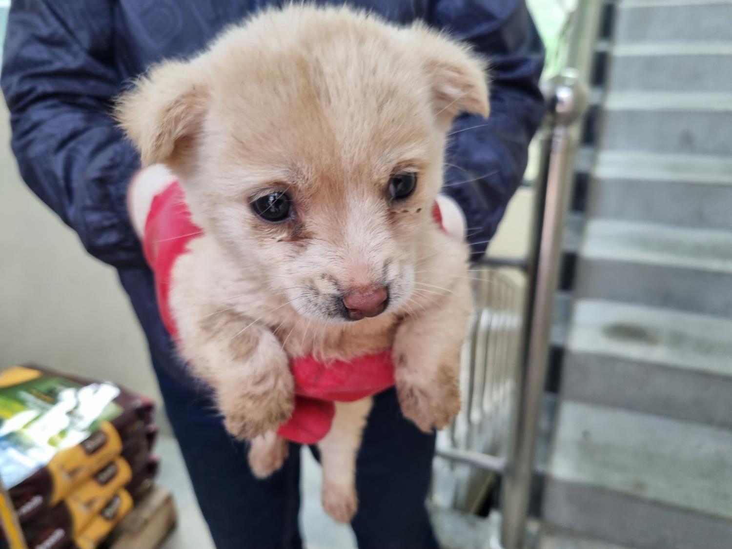 양산시 동물보호센터_448538202300215