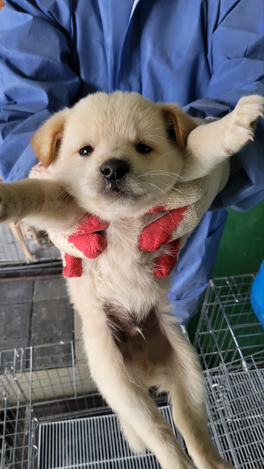 거창유기동물보호센터_448547202300447