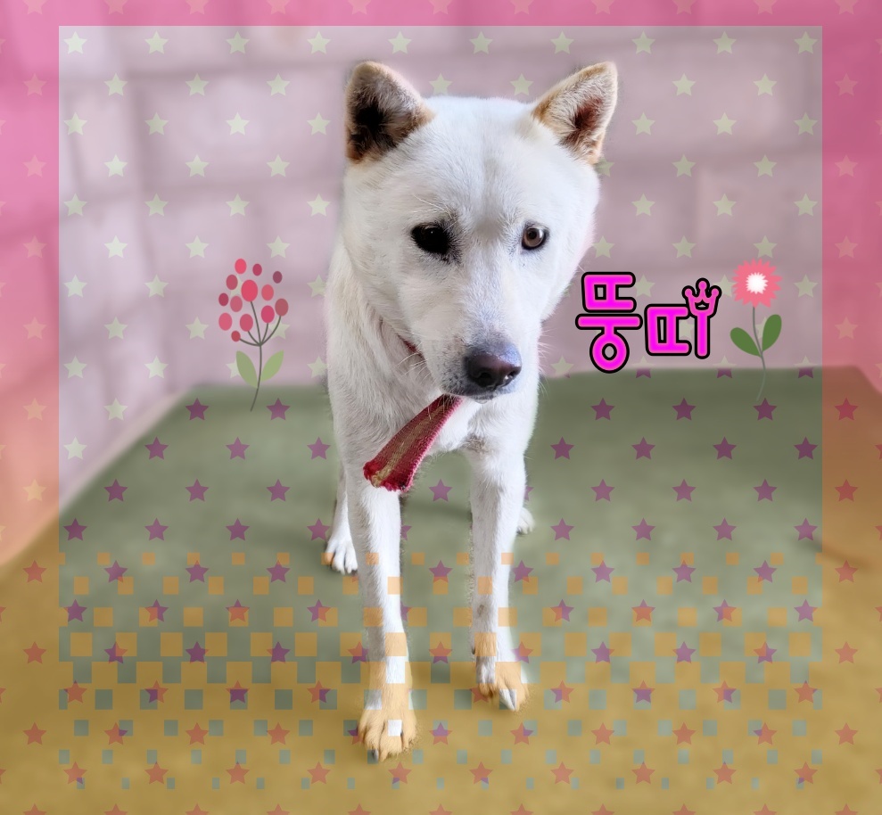 군산유기동물보호센터_445467202300580