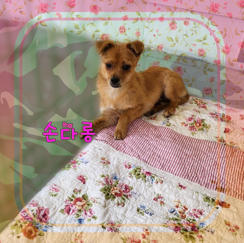 군산유기동물보호센터_445467202300587