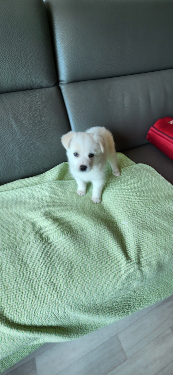 익산유기동물보호소_445468202300814