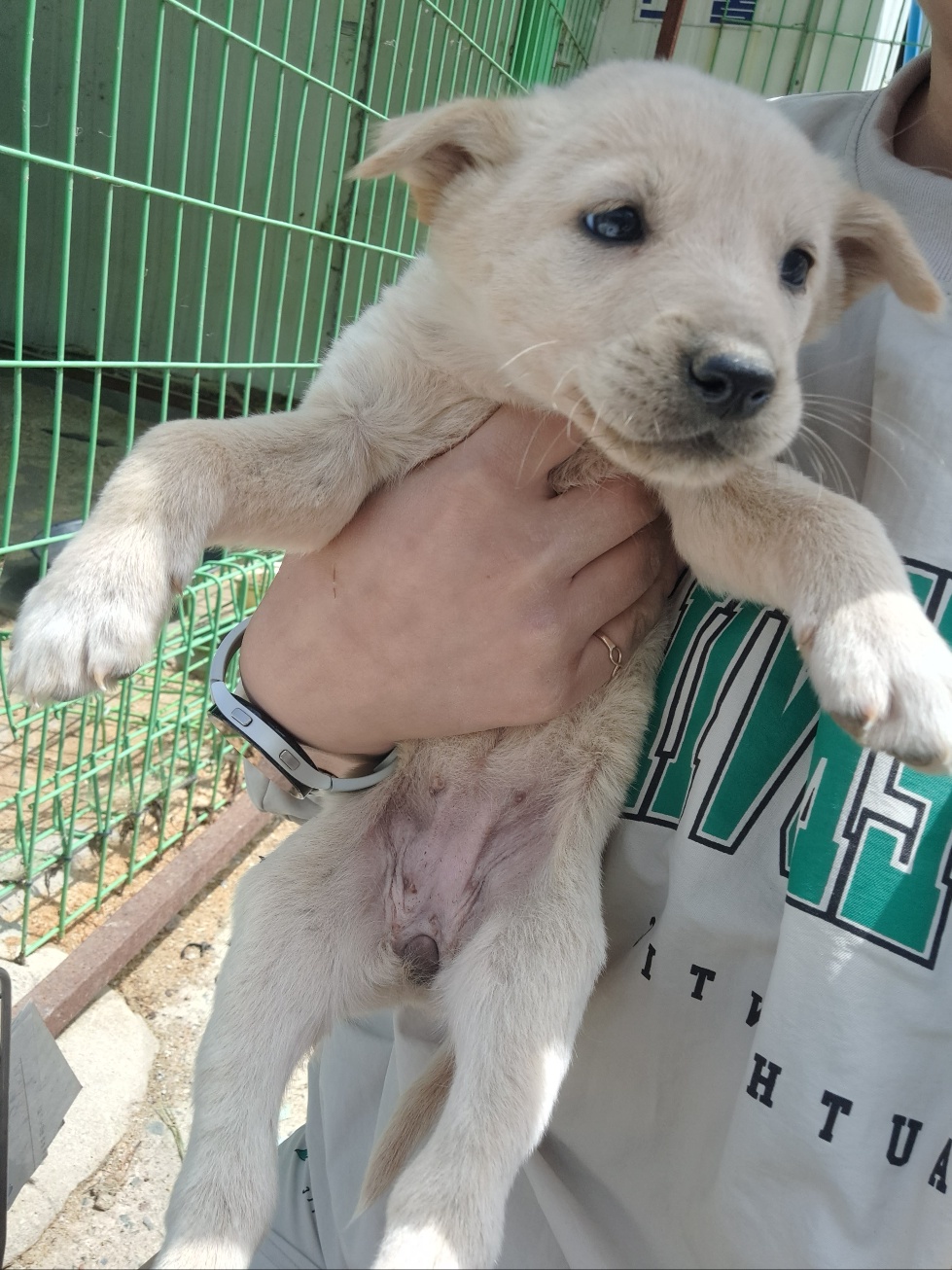 울산유기동물보호센터_431373202300393