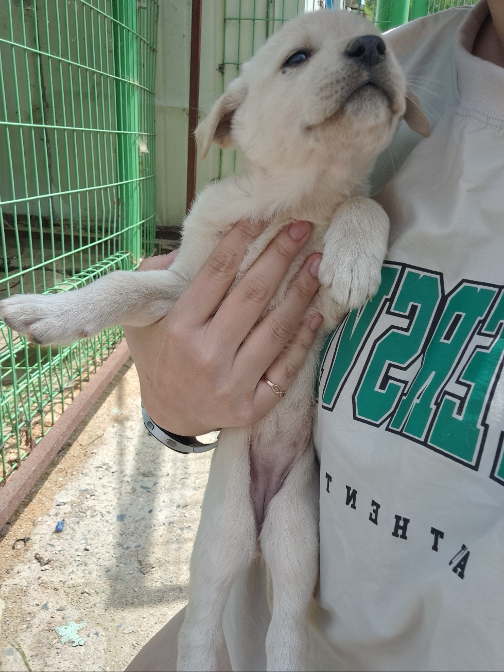 울산유기동물보호센터_431373202300396